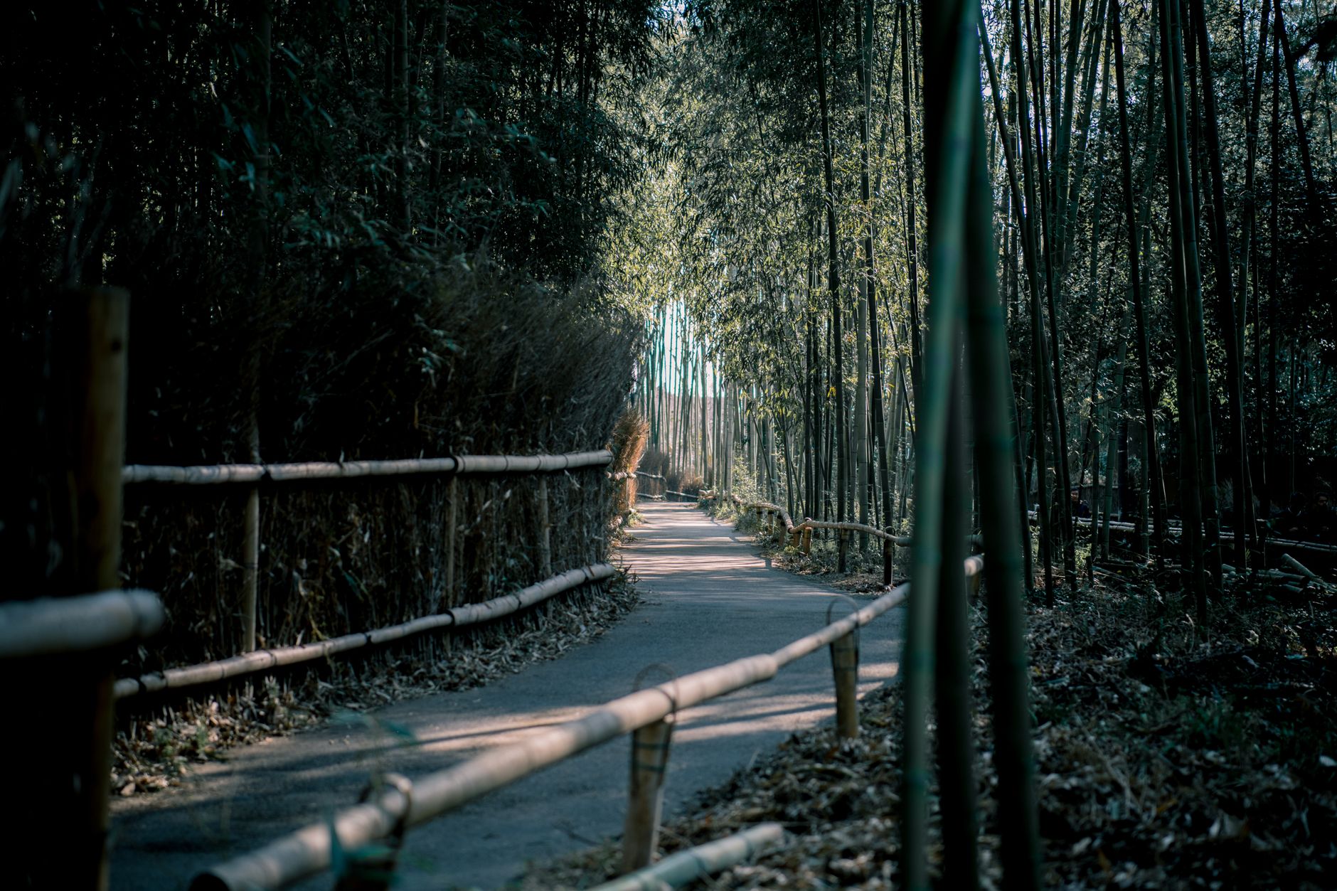 Kyoto traditional bamboo forest path